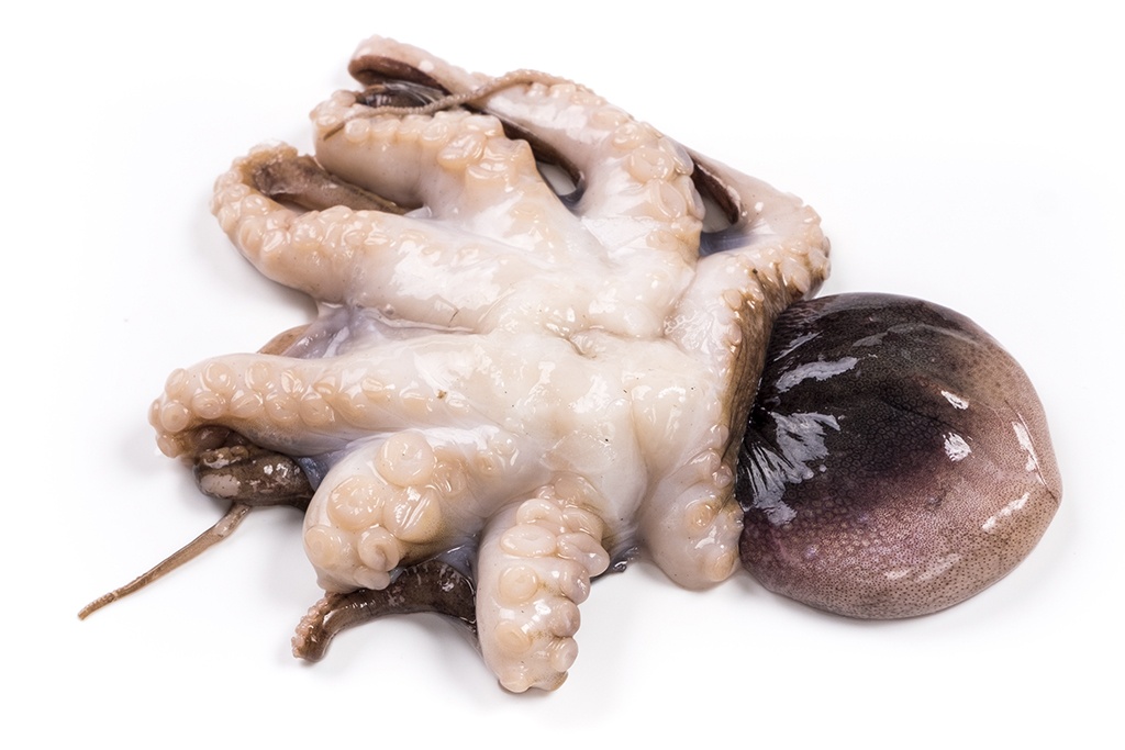octopus moskar